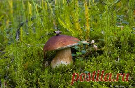 🌲В лесу хорошо! 🍄 📸 Виктор Гончаров 👀