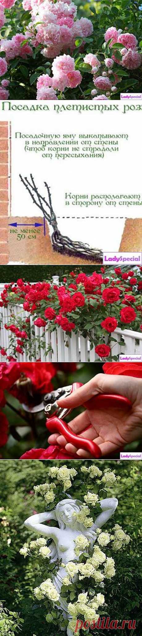 Плетистая роза: посадка и уход - Женский журнал LadySpecial.ru