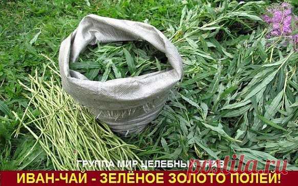 Иван-чай - защитник от 100 болезней!
Академик, профессор, доктор технических наук,
лауреат Государственной премии Никитин Альберт Николаевич:
«После нашего исследования Иван-чая выяснилось , что чай содержит от 69 до71 полезных микроэлемента в зависимости от местности. Это 2/3 таблицы Менделеева. И самое главное это непревзойденный антисептик. Просто потрясающий. Аналогов в растительном мире нету. Помимо антисептических свойств он обладает свойством очищения организма от «зашлакованности».
Эт