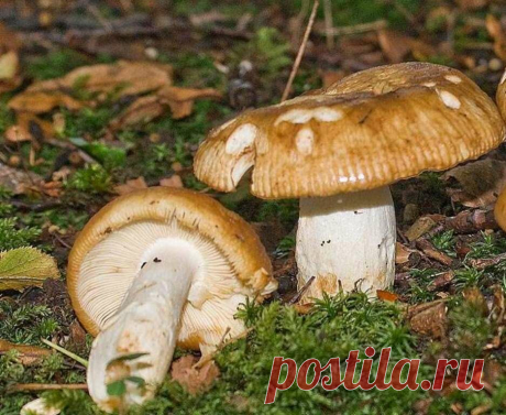 Валуй мне друг, но истина дороже | грибной критик | Яндекс Дзен