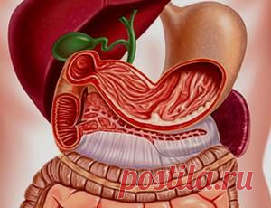 Переваривание пищи при раздельном и обычном питании