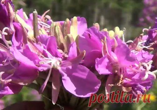 Лекарственные растения огорода | Вся альтернативная медицина