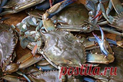 Приморье поможет восстановить музей-аквариум Севастополя. Приморский океанариум поможет с восстановлением Севастопольского морского музея-акварума, пострадавшего в результате шторма, заявил помощник директора учреждения по биологическим вопросам Дмитрий Питрук. Руководитель службы формирования экспозиций и учета гидробионтов Андрей Телегин выразил коллегам сочувствие.