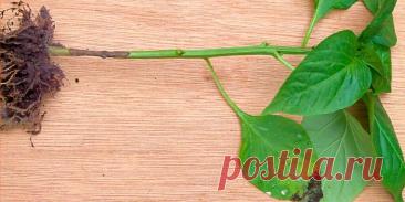 Черная ножка у рассады: профилактика и лечение - Сад и огород