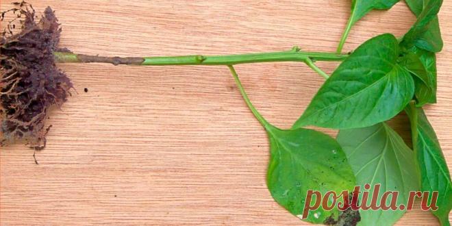 Черная ножка у рассады: профилактика и лечение - Сад и огород