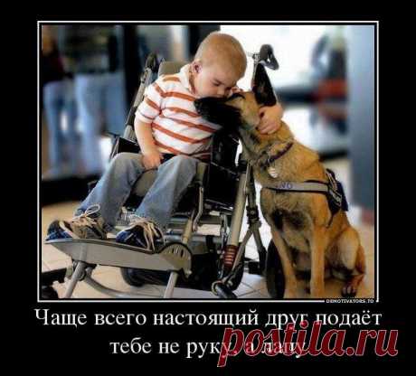 Самый преданный друг | KotoMail.ru