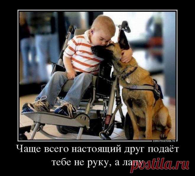 Самый преданный друг | KotoMail.ru
