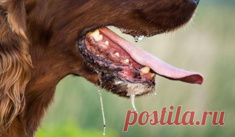 10 мифов о бешенстве, в которые вы должны перестать верить прямо сейчас Невежество опасно! Наверное, все в общих чертах знают, что такое бешенство — неизлечимое вирусное заболевание, которое передаётся через слюну или кровь заражённых животных и людей. В подавляющем большинстве случаев к заражению приводит укус животного, являющегося разносчиком вируса...