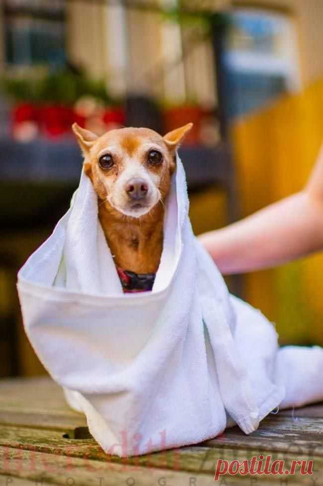 11 причин взять из приюта взрослую собаку вместо щенка / Питомцы