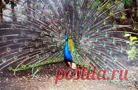 красивейший павлин!