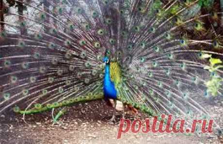 красивейший павлин!