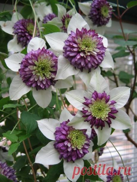 Clematis Viennetta