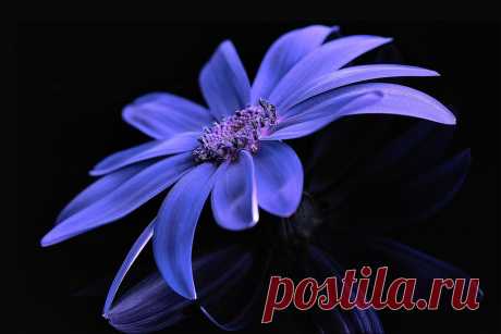 Flowers: Reflections Blue Flowers Reflection Nature Black Flower Free Download Wallpaper for High Resolution HD 16:9 WQHD QWXGA 1080p 900p 720p QHD nHD Standard 4:3 5:4 Fullscreen UXGA XGA SVGA QSXGA SXGA Wide 16:10 5:3 Widescreen WHXGA WQXGA WUXGA WXGA WGA 3:2 DVGA HVGA HQVGA devices Apple PowerBook G4 iPhone 4 3G 3GS iPod Touch Mobile VGA WVGA iPad PSP Phone QVGA Smartphone PocketPC GPS Zune BlackBerry HTC Samsung LG Nokia Eten Asus WQVGA Sony Ericsson Vertu MIO Zen Tablet Android 9667