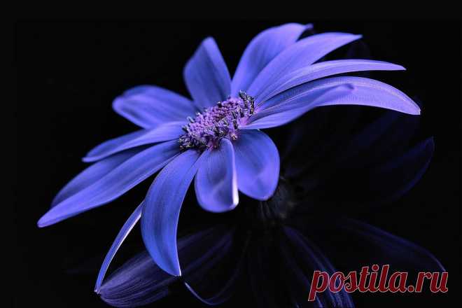 Flowers: Reflections Blue Flowers Reflection Nature Black Flower Free Download Wallpaper for High Resolution HD 16:9 WQHD QWXGA 1080p 900p 720p QHD nHD Standard 4:3 5:4 Fullscreen UXGA XGA SVGA QSXGA SXGA Wide 16:10 5:3 Widescreen WHXGA WQXGA WUXGA WXGA WGA 3:2 DVGA HVGA HQVGA devices Apple PowerBook G4 iPhone 4 3G 3GS iPod Touch Mobile VGA WVGA iPad PSP Phone QVGA Smartphone PocketPC GPS Zune BlackBerry HTC Samsung LG Nokia Eten Asus WQVGA Sony Ericsson Vertu MIO Zen Tablet Android 9667