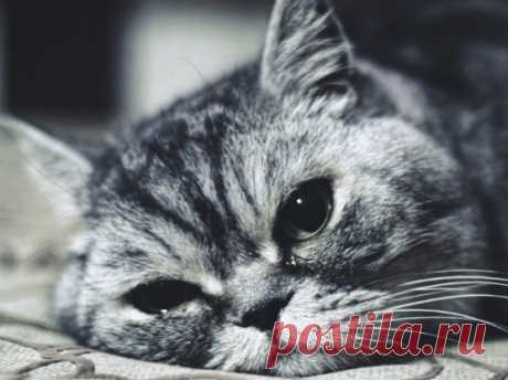 Эти изменения поведения точно указывают на боль у кошки. Какие позы она принимает, когда ей больно | Кошка.ru | Дзен