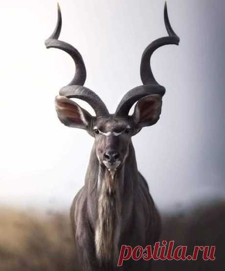 Antílope Kudu