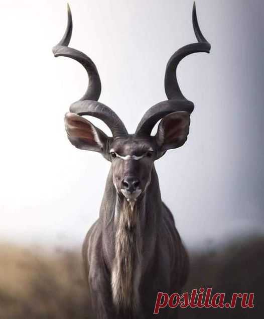 Antílope Kudu