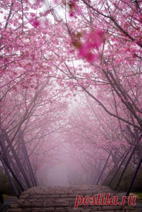 Cherry Blossom Bridge, Kyoto, Japan | Pretty Flowers