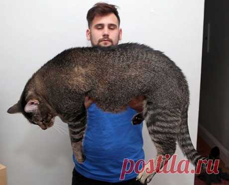 20 гигантских котов, которые явно давным-давно перестали быть котятами