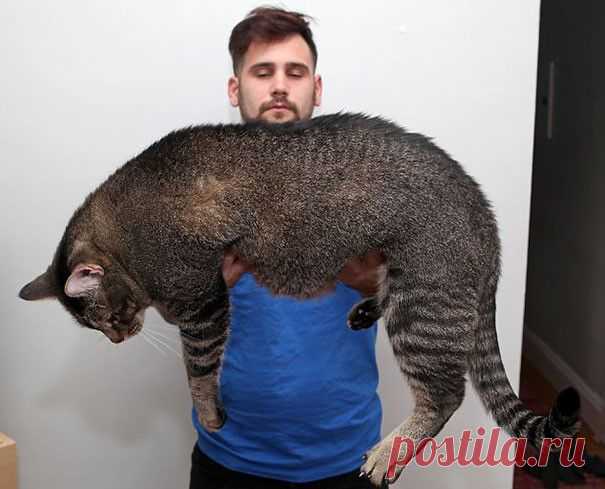 20 гигантских котов, которые явно давным-давно перестали быть котятами