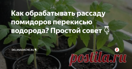 Как обрабатывать рассаду помидоров перекисью водорода? Простой совет👇 Каждый год мы с женой выращиваем большое количество рассады (для себя и на продажу). Наши кустики выгодно отличаются от соседских тем, что растут всегда крепкими и коренастыми. Секрет выращивания качественной рассады прост, мы ее обрабатываем перекисью водорода.
Она укрепляет растения, предохраняет от болезней и вредителей. Кроме обработки рассады пероксид успешно применяем для обработки почвы, чт