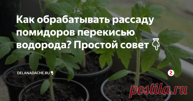 Как обрабатывать рассаду помидоров перекисью водорода? Простой совет👇 Каждый год мы с женой выращиваем большое количество рассады (для себя и на продажу). Наши кустики выгодно отличаются от соседских тем, что растут всегда крепкими и коренастыми. Секрет выращивания качественной рассады прост, мы ее обрабатываем перекисью водорода.
Она укрепляет растения, предохраняет от болезней и вредителей. Кроме обработки рассады пероксид успешно применяем для обработки почвы, чт