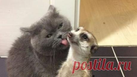 Сурикат познакомился с котом по кличке Найс. На тот момент питомцу было два года, но это не помешало крохе моментально подружиться с ним. Такие разные животные, они так привязались друг к другу, что с того момента практически неразлучны!