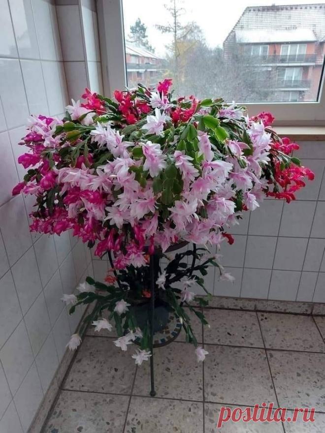 kgZc-MwUt4PfyS5Fo_LX8D8RfJ0kE6w2FP4CBL2VbykcsNBke5GK89P3Gk_TwB3DAXqtS_QZe2ah3Ma1fImfD8Zq.jpg (720×960)