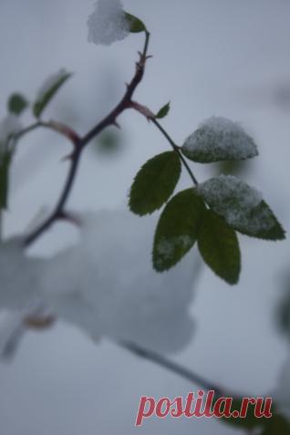ВЕСЕННИЙ УХОД ЗА ДЕКОРАТИВНЫМИ ДЕРЕВЬЯМИ И КУСТАРНИКАМИ - Садоводка