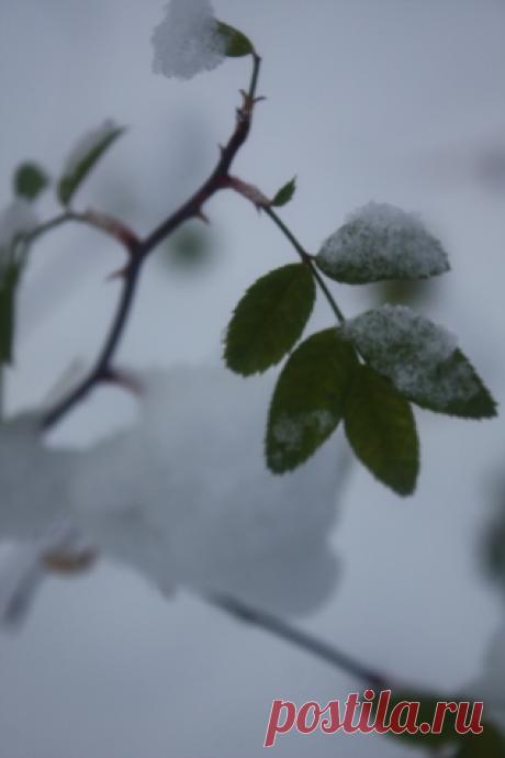 ВЕСЕННИЙ УХОД ЗА ДЕКОРАТИВНЫМИ ДЕРЕВЬЯМИ И КУСТАРНИКАМИ - Садоводка