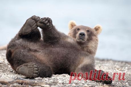 Позитивные медведи в своей обычной жизни | Мир Фотографии