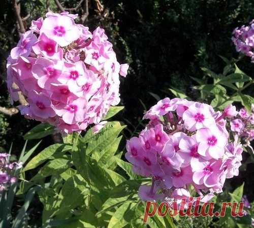 Флоксы. Ранневесенняя посадка и летний уход.