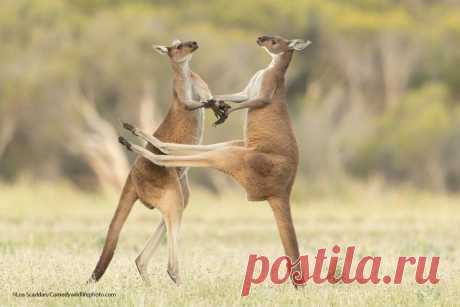 Победители конкурса Comedy Wildlife Photography Awards 2021