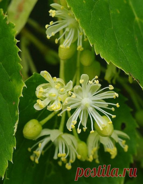ДЕНЕЖНЫЕ ДЕРЕВЬЯ... | Познавательный сайт ,,1000 мелочей&quot;