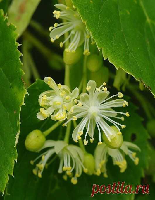 ДЕНЕЖНЫЕ ДЕРЕВЬЯ... | Познавательный сайт ,,1000 мелочей"