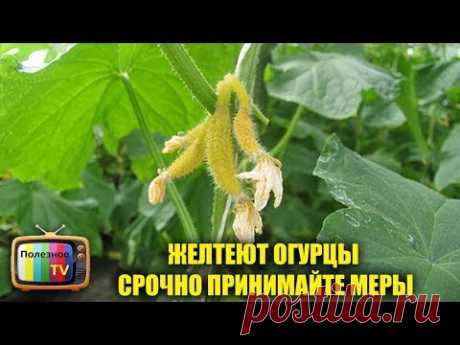 ЖЕЛТЕЮТ ОГУРЦЫ СРОЧНО ПРИНИМАЙТЕ МЕРЫ ЧТОБЫ СПАСТИ УРОЖАЙ