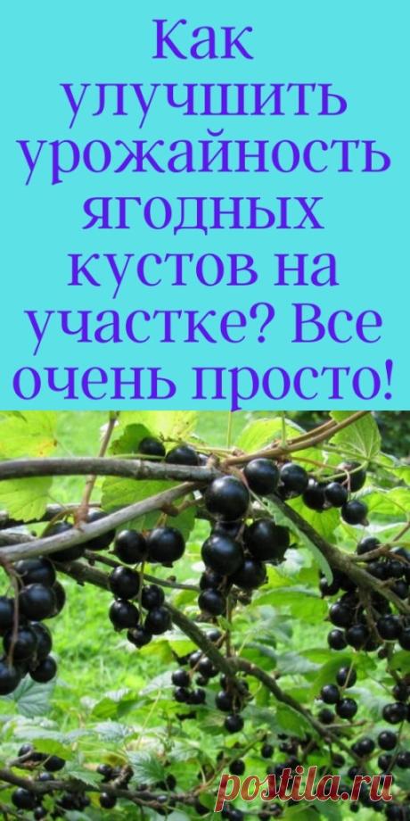 Как улучшить урожайность ягодных кустов на участке? Все очень просто! - My izumrud