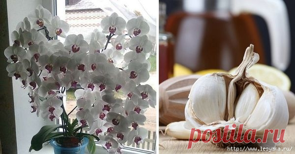 Волшебный ингредиент, который поможет сделать цветение орхидей пы