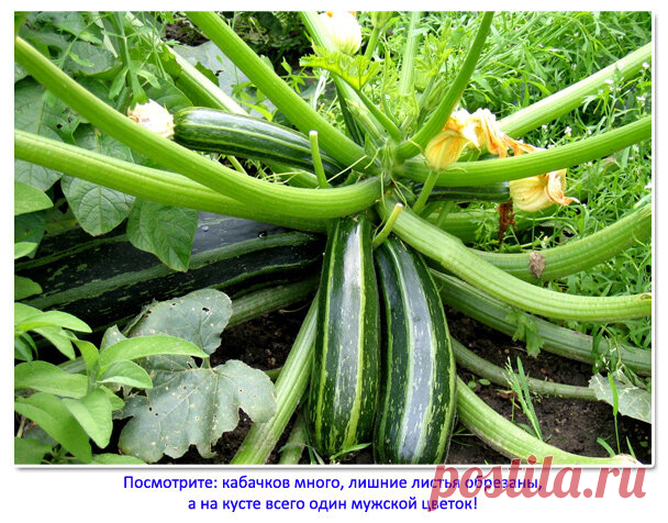 Если ПРАВИЛЬНО формировать кусты кабачков, то плодоношение продлится ДО СЕРЕДИНЫ ОСЕНИ. Рассказываю, как и что делать | 6 соток