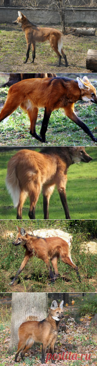 Смотреть изображения гривистых волков | Зооляндия