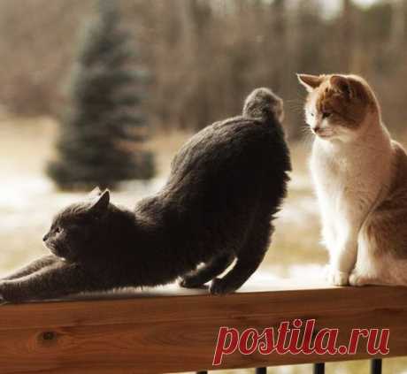 ФРАЗЫ, КОТОРЫМИ ДЕВУШКИ НАМЕКАЮТ НА ПОСТЕЛЬ