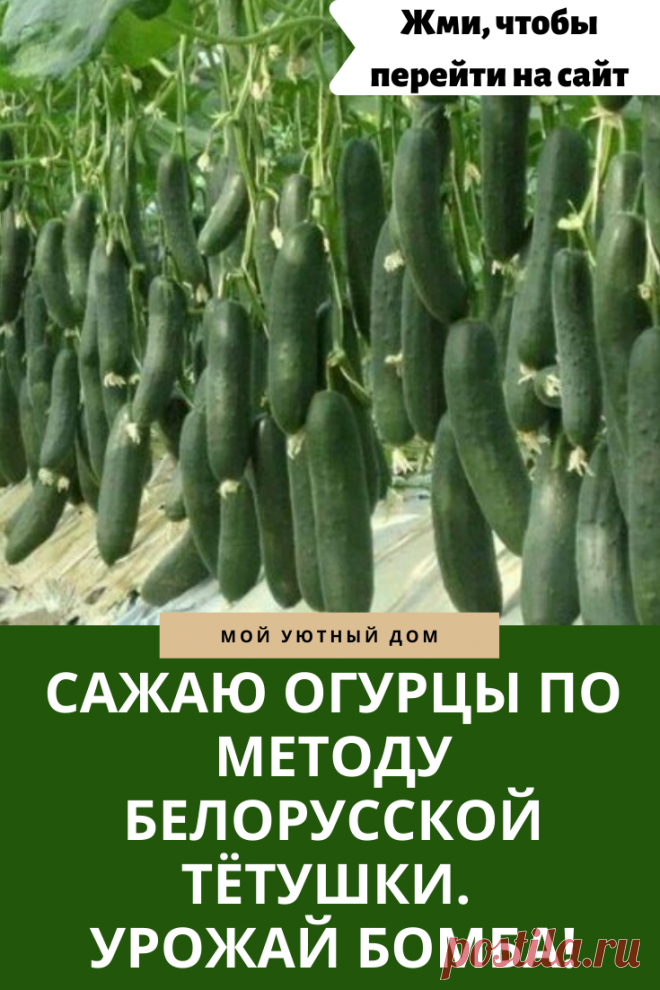 Метод посадки огурцов для получения огромного урожая
