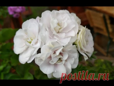 🌹Интересные Особенности Розебудной Плющелистной Пеларгонии PAC Ice Rose и парочка моих ошибок