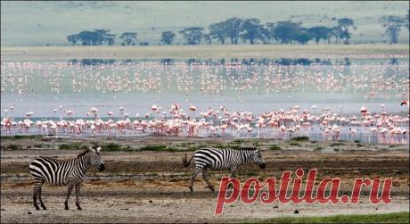 Путешествие по Кении - что может быть интереснее? Ведь в детстве мы все читали Чуковского......&quot;в Африке гориллы, в Африке большие злые крокодилы&quot;......разве не манил нас этот континент своими тайнами и загадками? Разве не хотелось нам своими глазами увидеть антилоп, львов, кенгуру, фламинго, слонов или крокодилов?