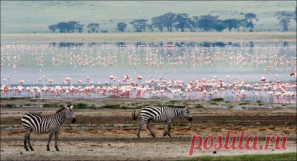 Путешествие по Кении - что может быть интереснее? Ведь в детстве мы все читали Чуковского......"в Африке гориллы, в Африке большие злые крокодилы"......разве не манил нас этот континент своими тайнами и загадками? Разве не хотелось нам своими глазами увидеть антилоп, львов, кенгуру, фламинго, слонов или крокодилов?