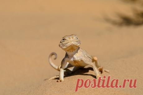 Ушастая круглоголовка несёт дозор, а Наталья Лещенко (nat-geo.ru/photo/user/24700/) её снимает 🦎