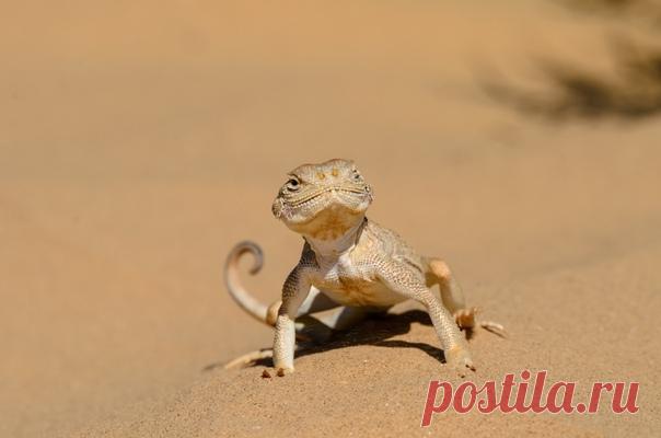 Ушастая круглоголовка несёт дозор, а Наталья Лещенко (nat-geo.ru/photo/user/24700/) её снимает 🦎