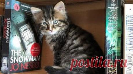 Если вы однажды попадете в канадский магазинчик Otis &amp; Clementine’s Books and Coffee, то непременно удивитесь товару, который там найдете. «Книги? Кофе?» — спросите вы. – «Но что в них особенного?» Дело в том, что здесь можно увидеть не только литературу или бодрящий напиток, но и… очаровательных котят!