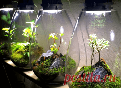Флорариумы: виды, описание, идеи оформления ~ Planetalsad