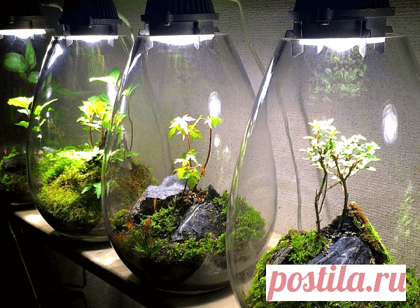 Флорариумы: виды, описание, идеи оформления ~ Planetalsad